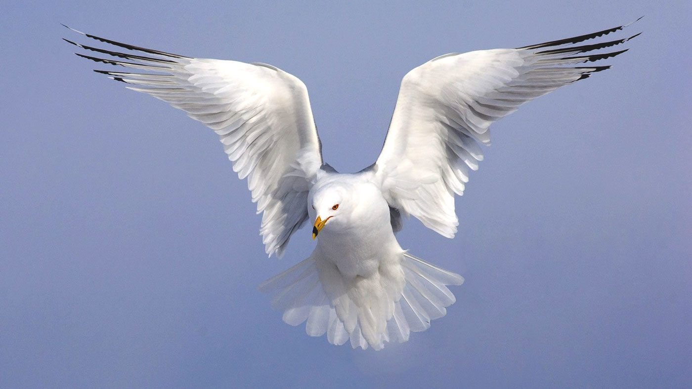 Birds​