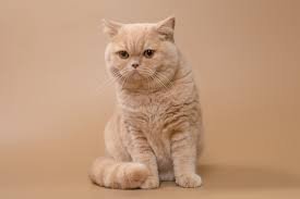 Shorthaired Breeds