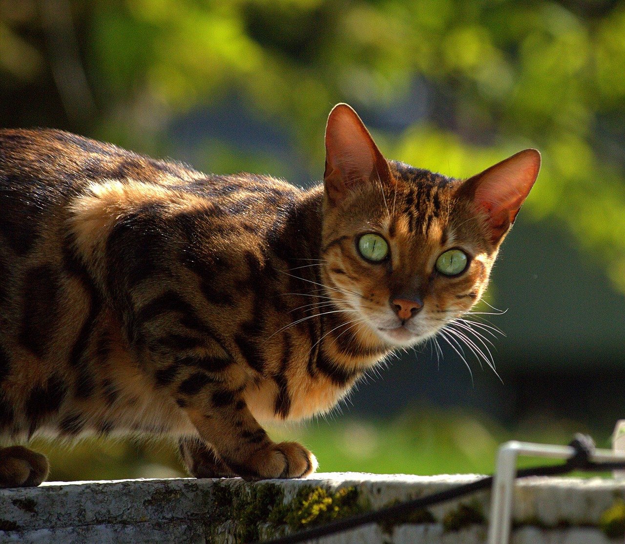 cat, bengal, pet, bengal cat, animal, mammal, hunter, fur, nature