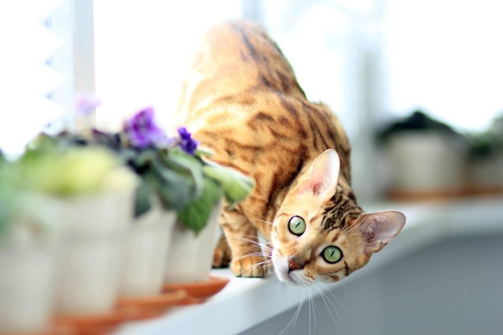 bengal cat, animal, bengali, on the windowsill, pet, bengal