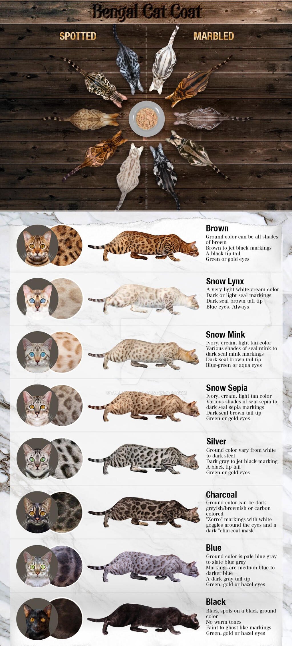 bengal cat coat patterns detailed guide