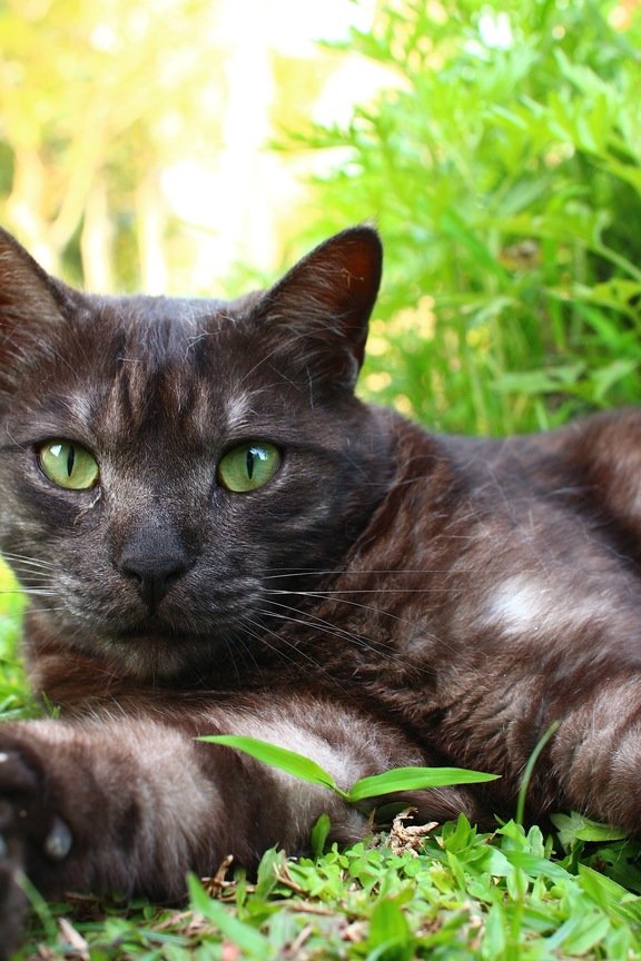 Melanistic Bengal Cat