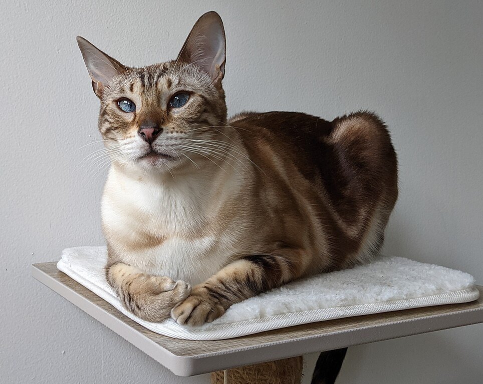 Snow Marble Pattern coat Bengal Cat Male 18 Months sitting 