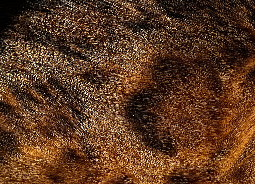 bengal cat glitter coat