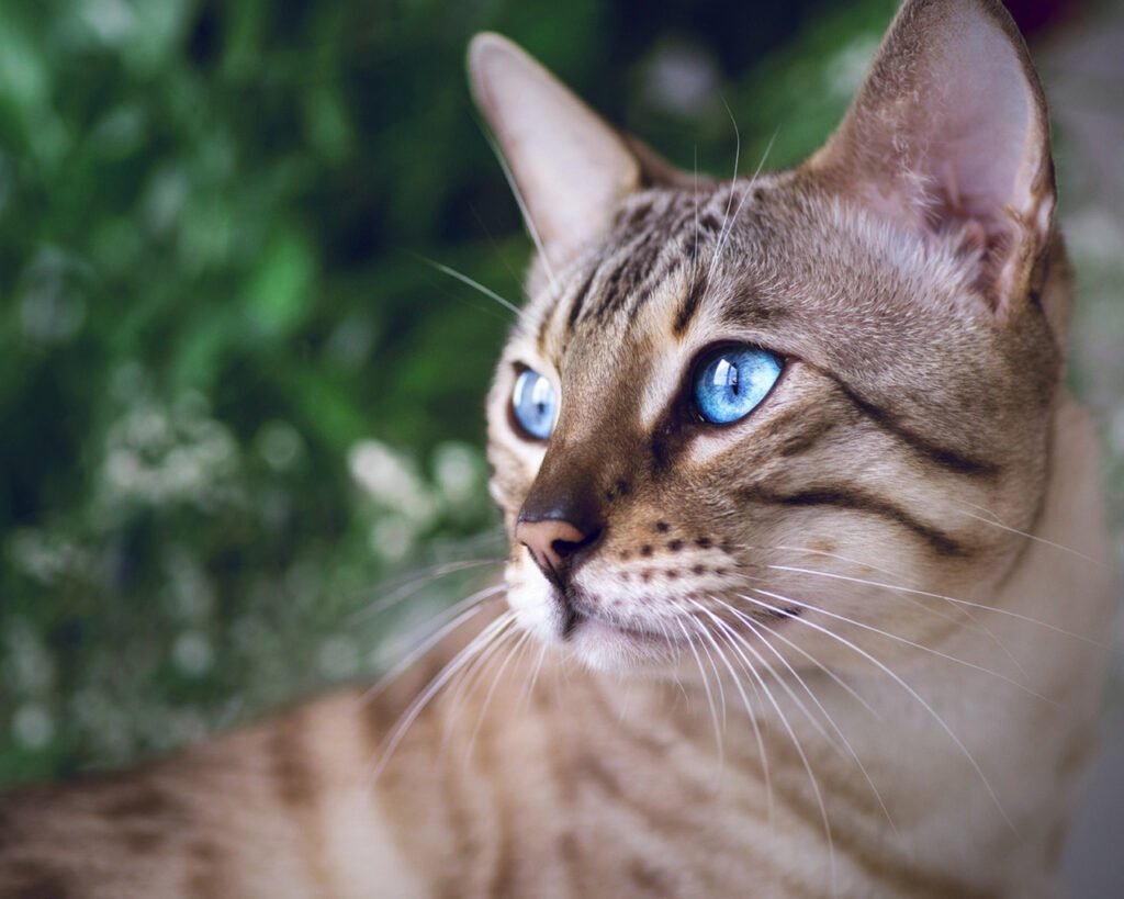 bengal cat with blue eyes