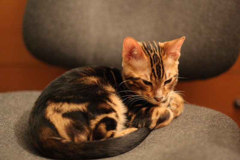 marble cat kitten