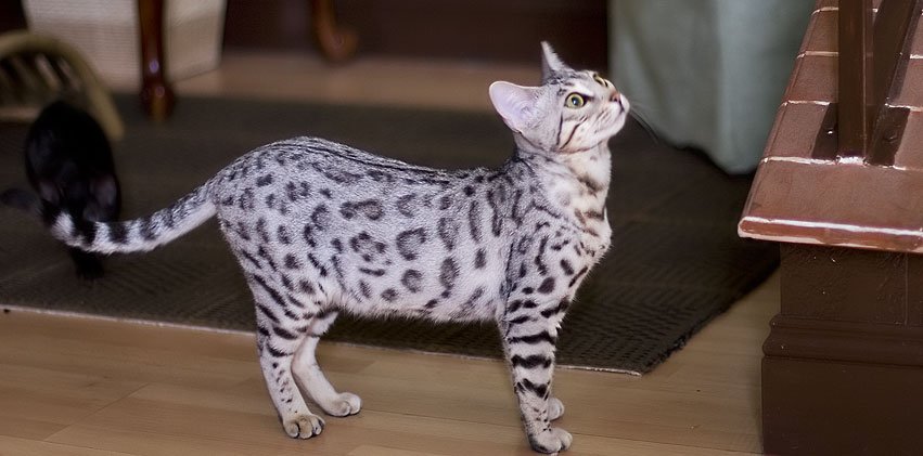 silver bengal cat looking up