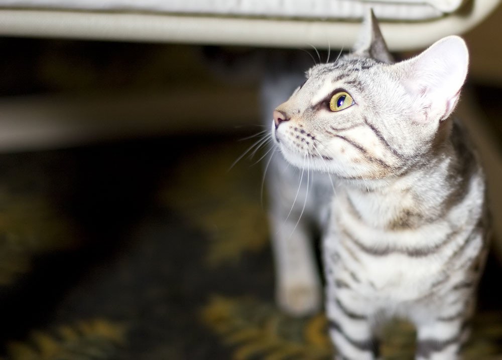 silver bengal cat
