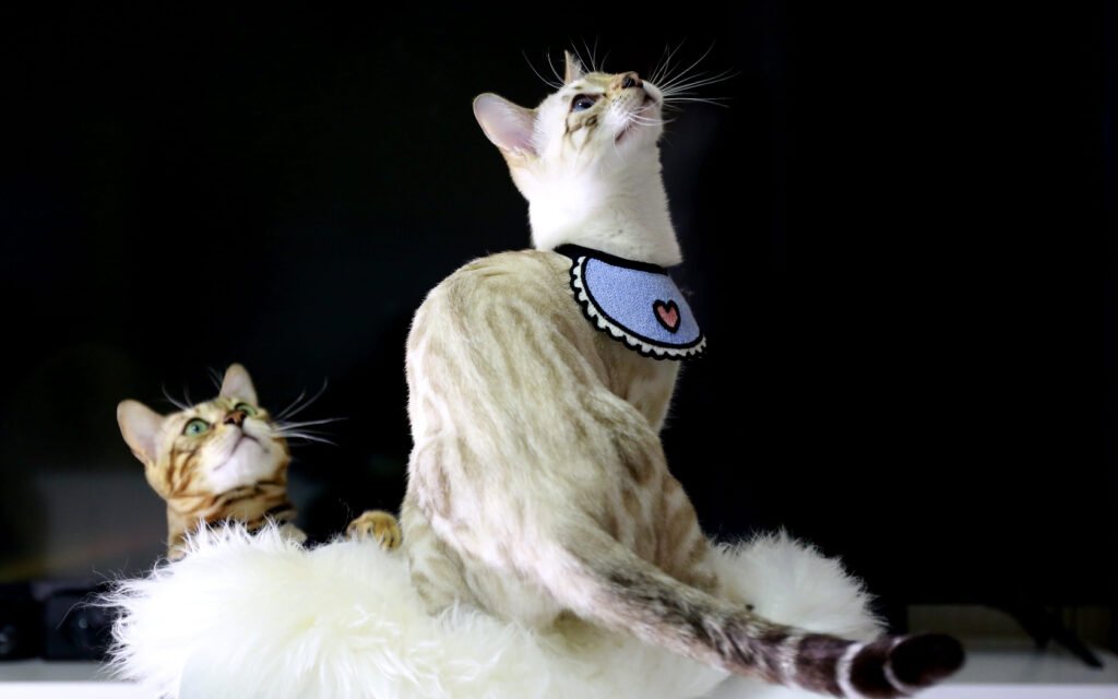 snow bengal cat looking up